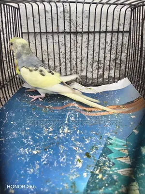 Four pieces of pied semi adult budgie birds for sale.
