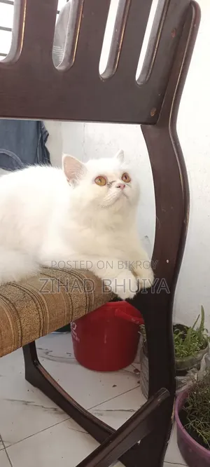 ৬-১২ মাস বয়সী ফিমেল পিওরব্রেড পারসিয়ান