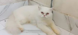 6-12 months Female Purebred Persian