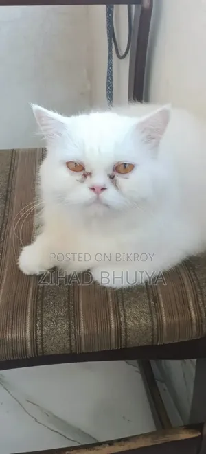 6-12 months Female Purebred Persian