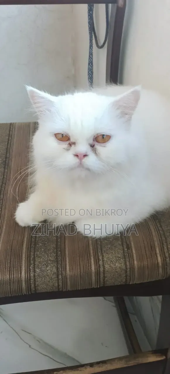 6-12 months Female Purebred Persian