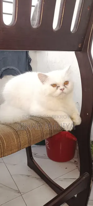 6-12 months Female Purebred Persian