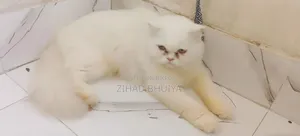 6-12 months Female Purebred Persian