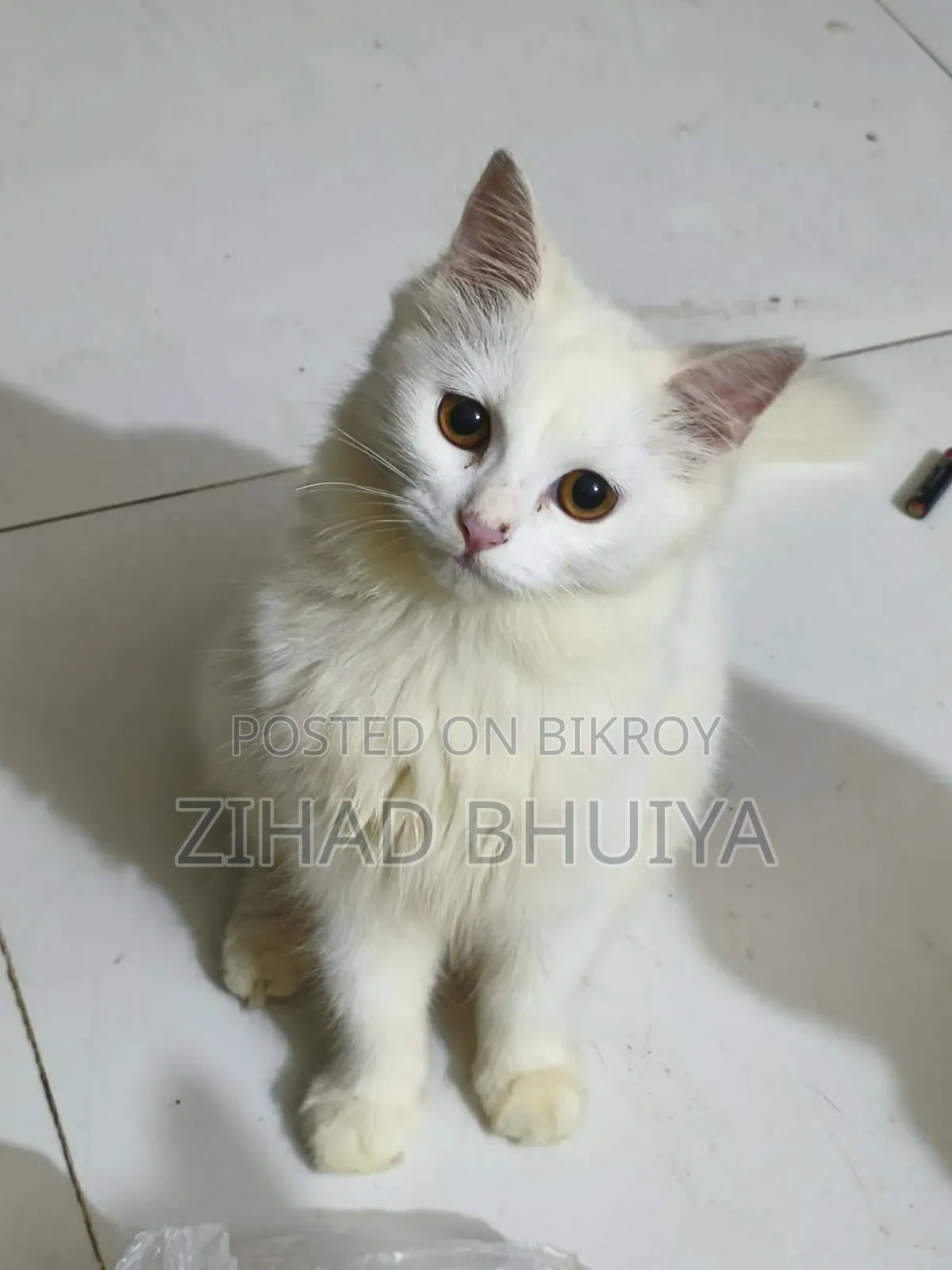 1-3 months Male Purebred British Shorthair