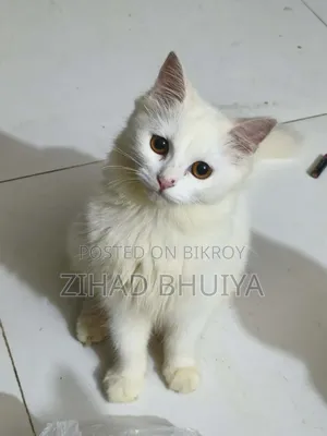 ১-৩ মাসের মেল পিওরব্রেড ব্রিটিশ শর্টহ্যার