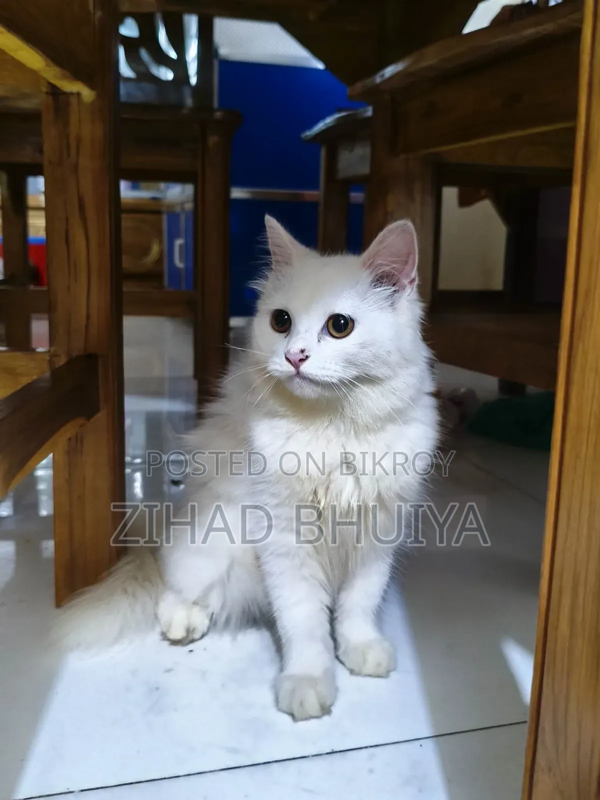 1-3 months Male Purebred British Shorthair