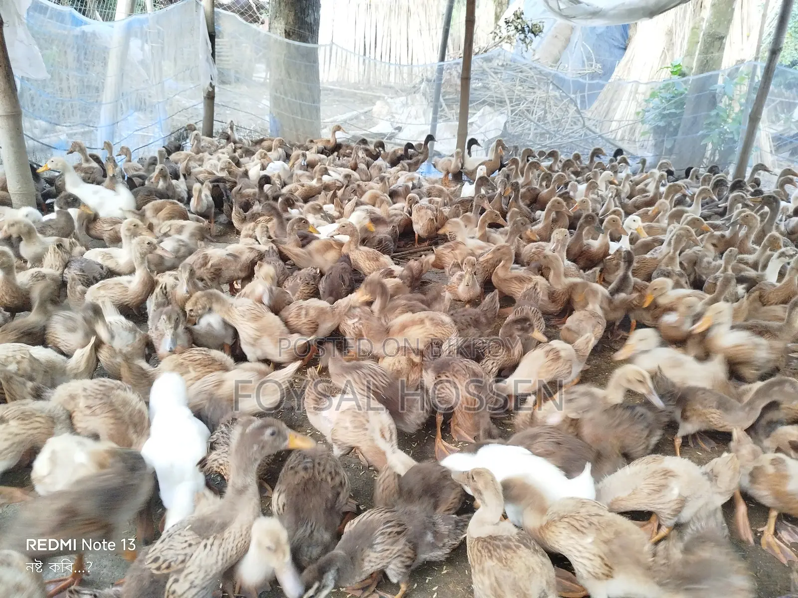 Khaki Campbell Ducks for Sale - 2 Months Old Original Khaki