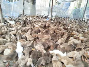 Khaki Campbell Ducks for Sale - 2 Months Old Original Khaki