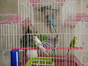 Budgerigar Bird