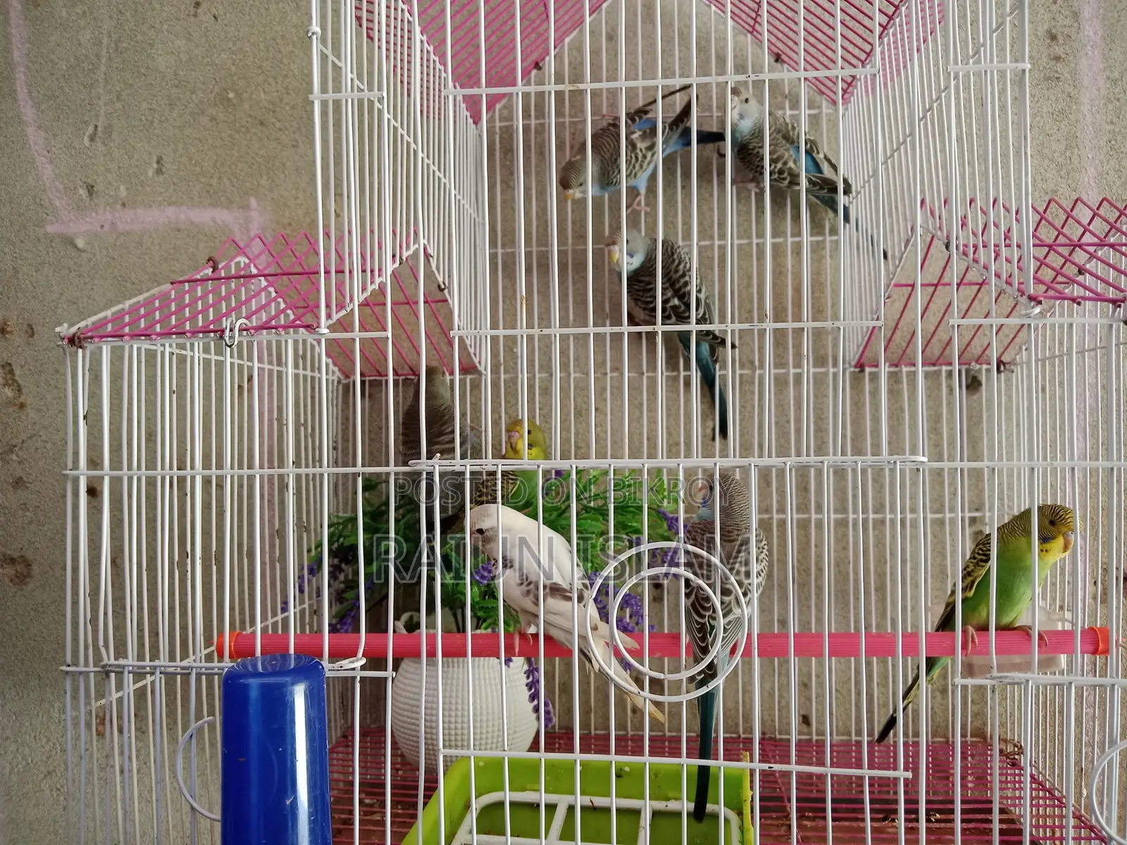 Budgerigar Bird