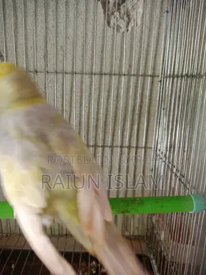 English Budgerigar