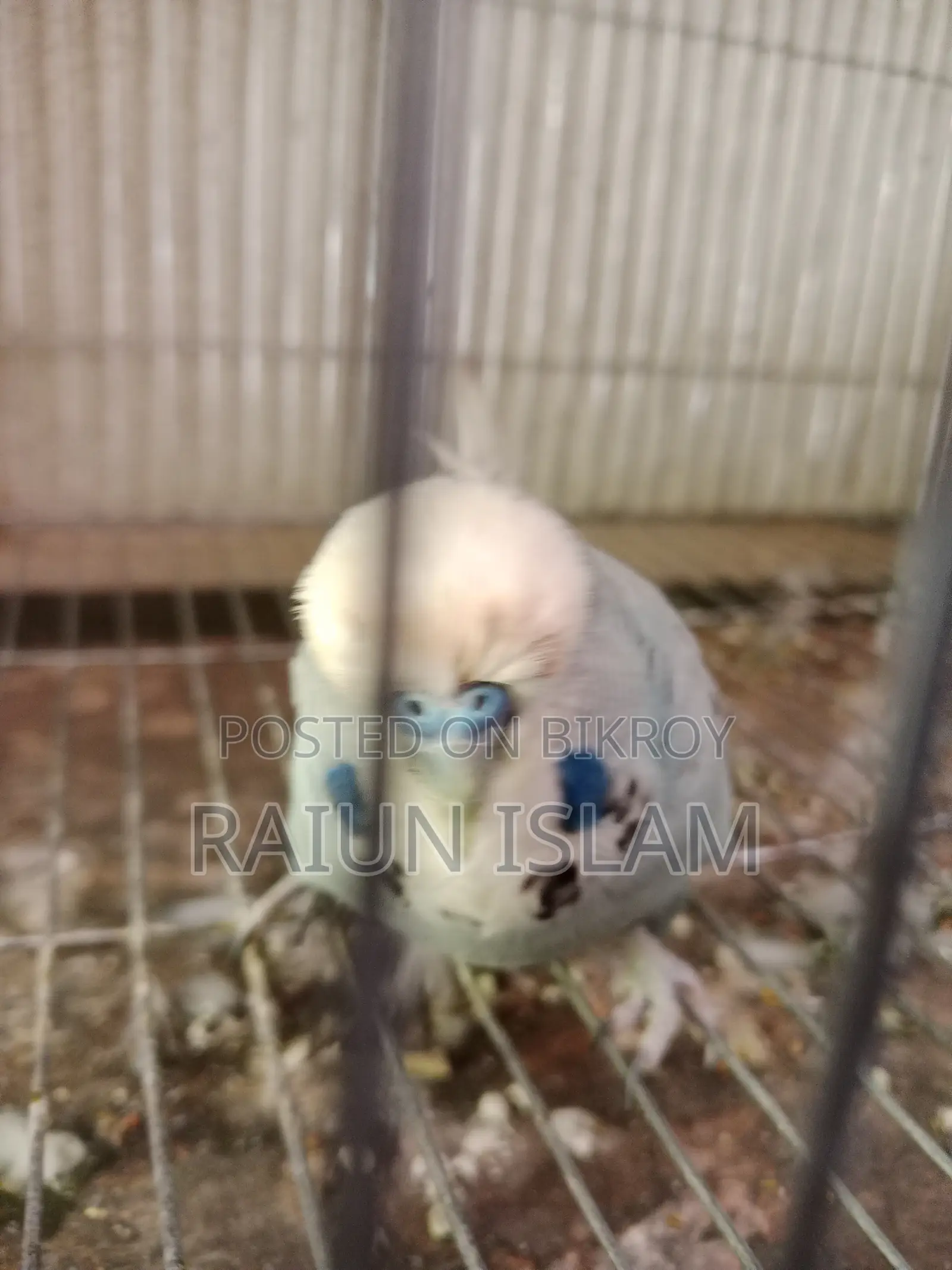 English Budgerigar