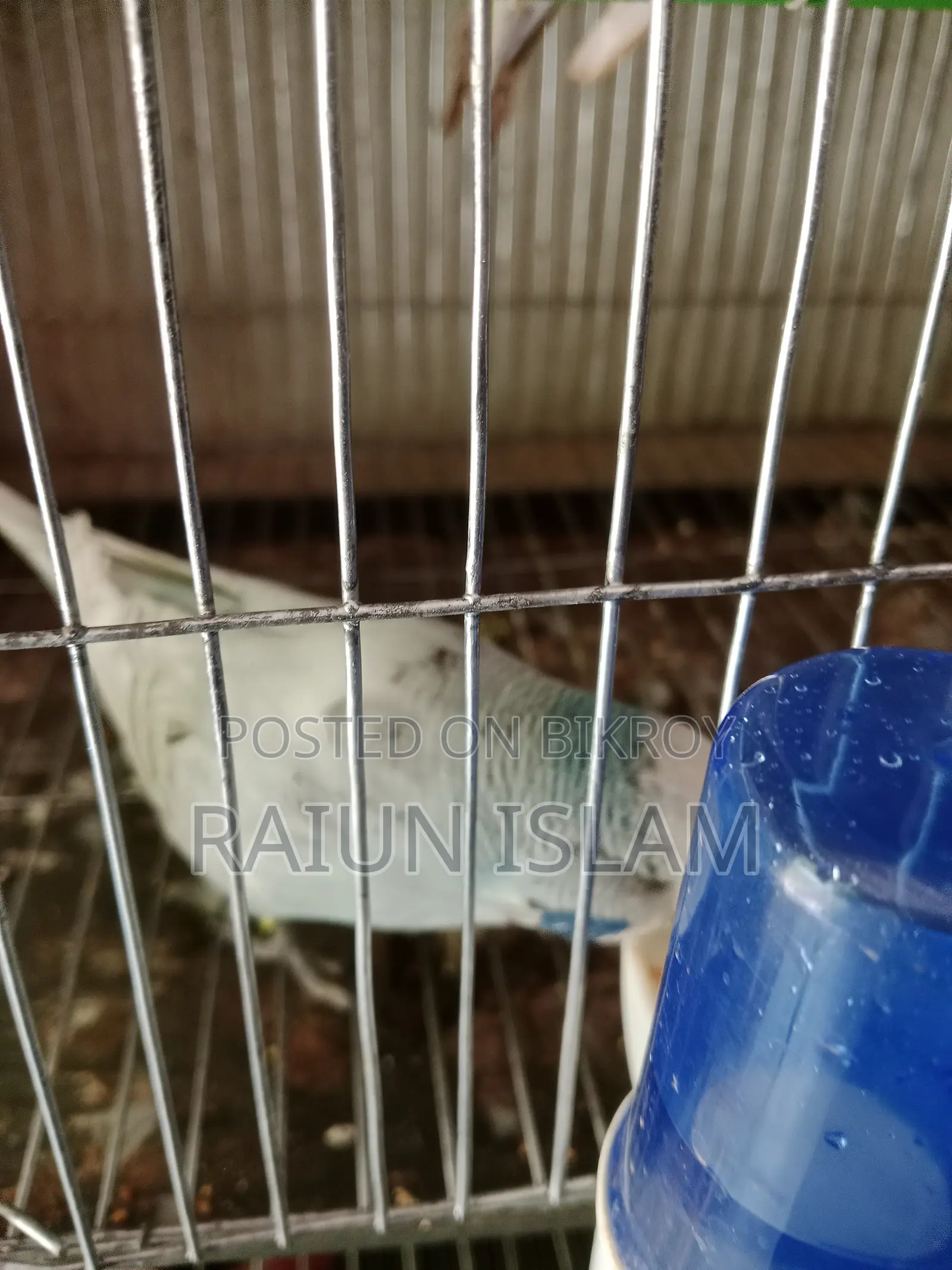 English Budgerigar