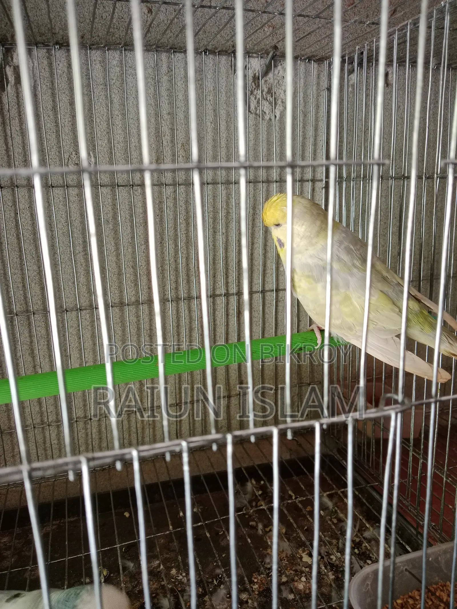 English Budgerigar