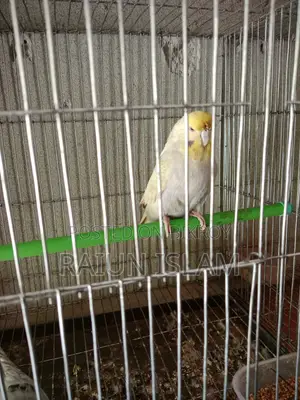 English Budgerigar
