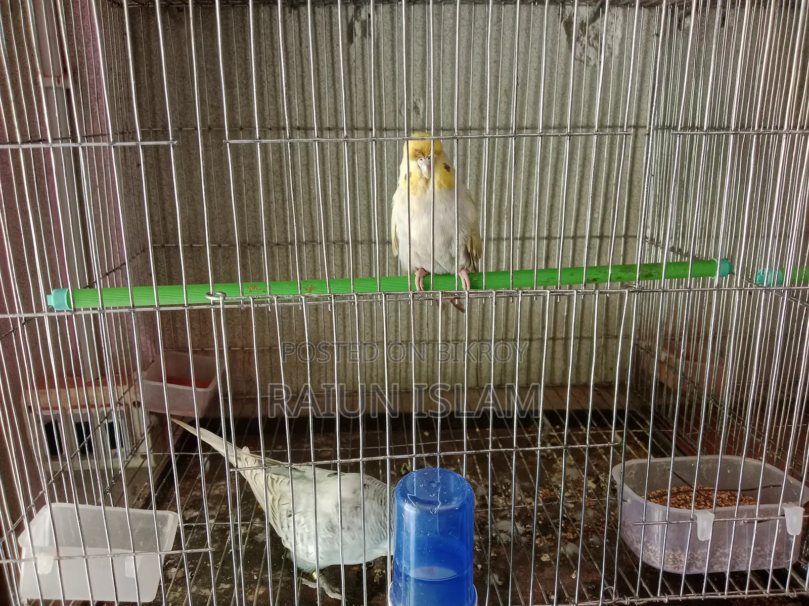English Budgerigar