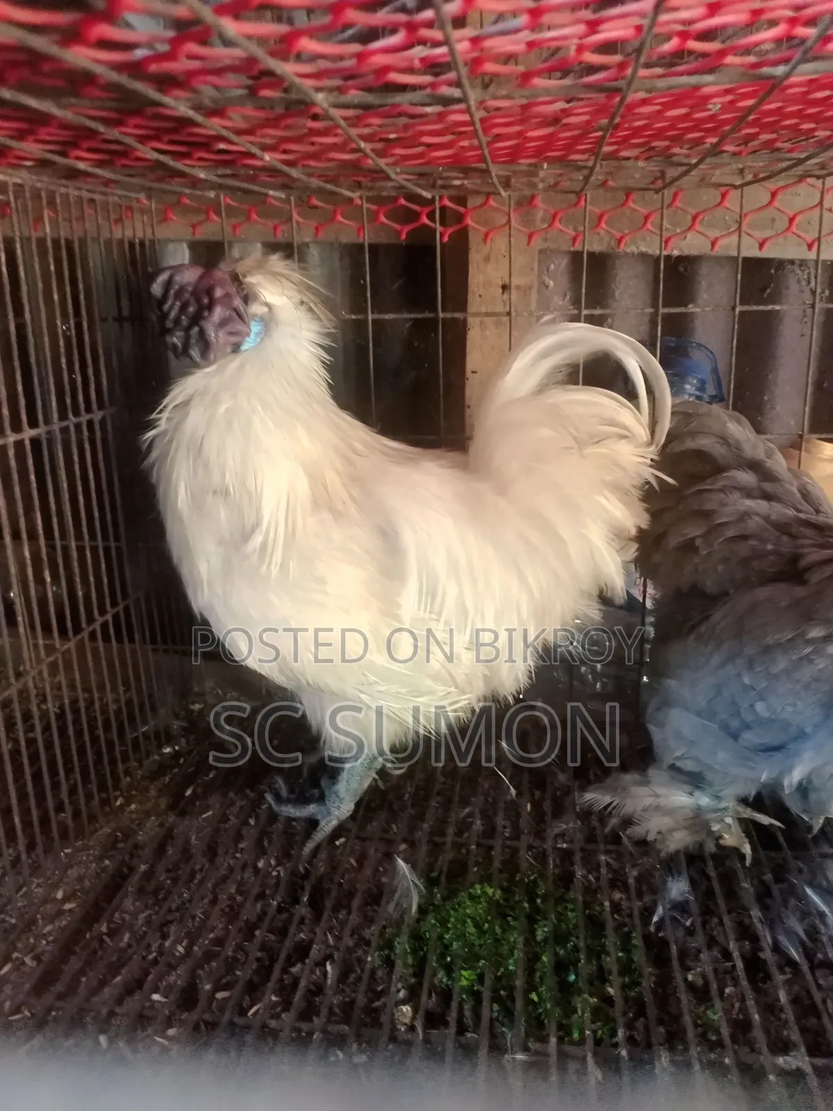 Silky Rooster