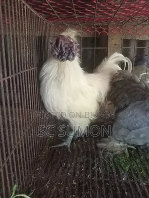 Silky Rooster