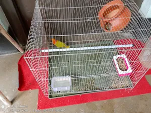 লাভ বার্ড ১ পিস (পুরুষ)