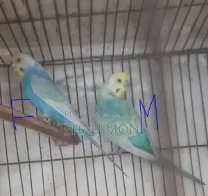 4 pieces of adult Budgerigar birds