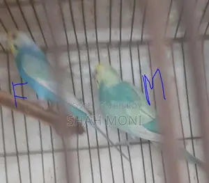 4 pieces of adult Budgerigar birds