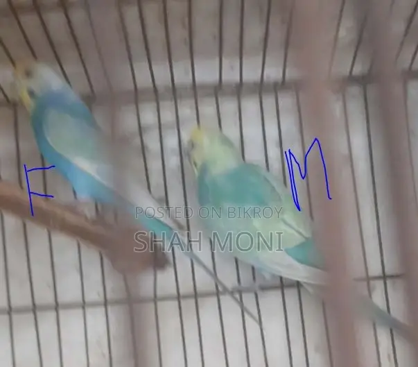4 pieces of adult Budgerigar birds