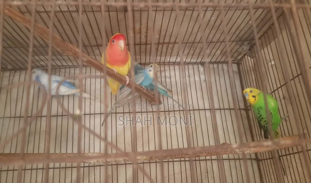 4 pieces of adult Budgerigar birds