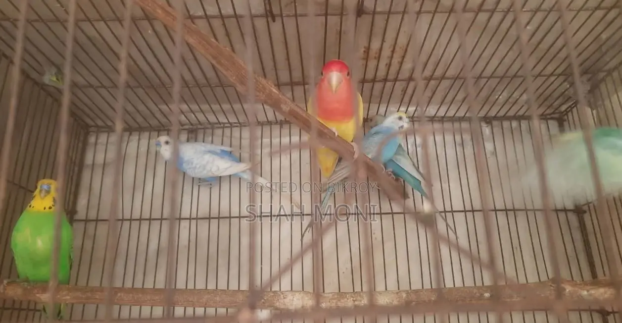 4 pieces of adult Budgerigar birds