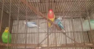 4 pieces of adult Budgerigar birds