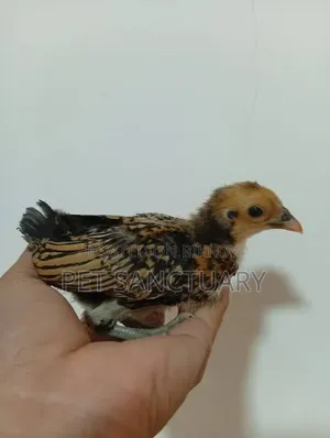Golden Sebright Chicks