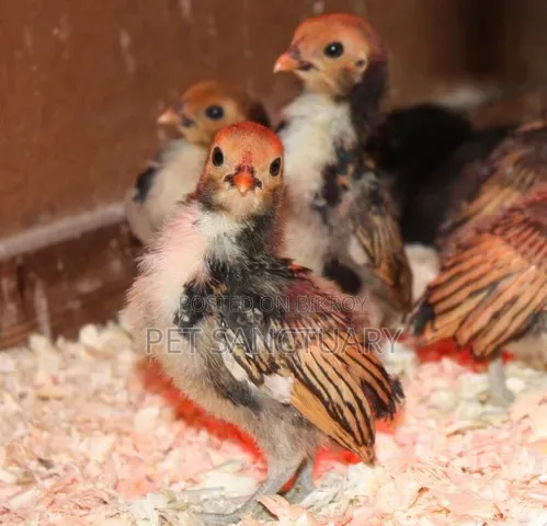 Golden Sebright Chicks