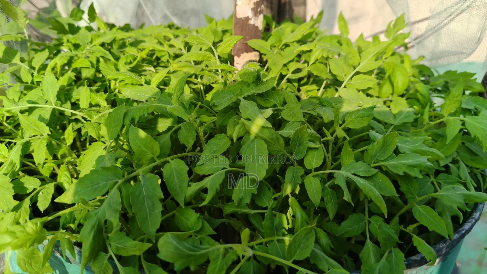 টমেটো প্ল্যান্ট