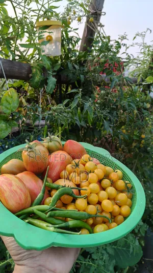 টমেটো প্ল্যান্ট