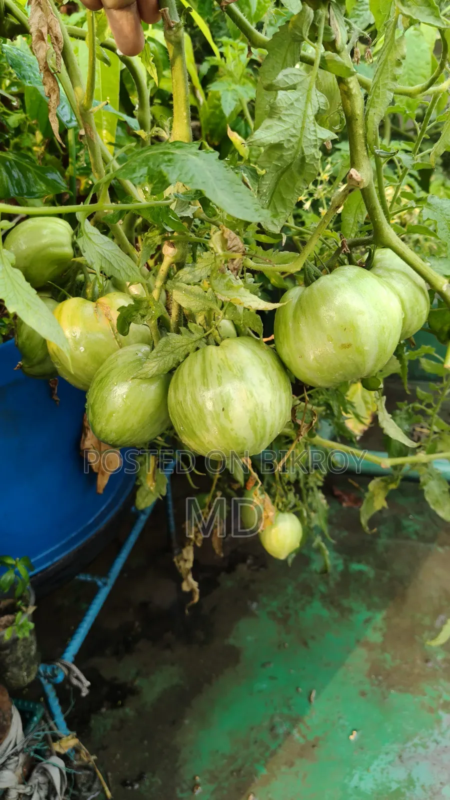 টমেটো প্ল্যান্ট