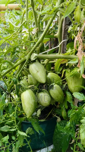 টমেটো প্ল্যান্ট