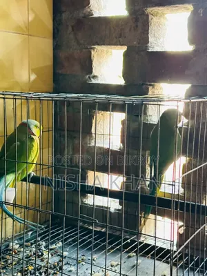 টিয়া পাখি । ১ জোড়া