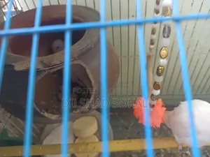 Budgerigar Full Adult