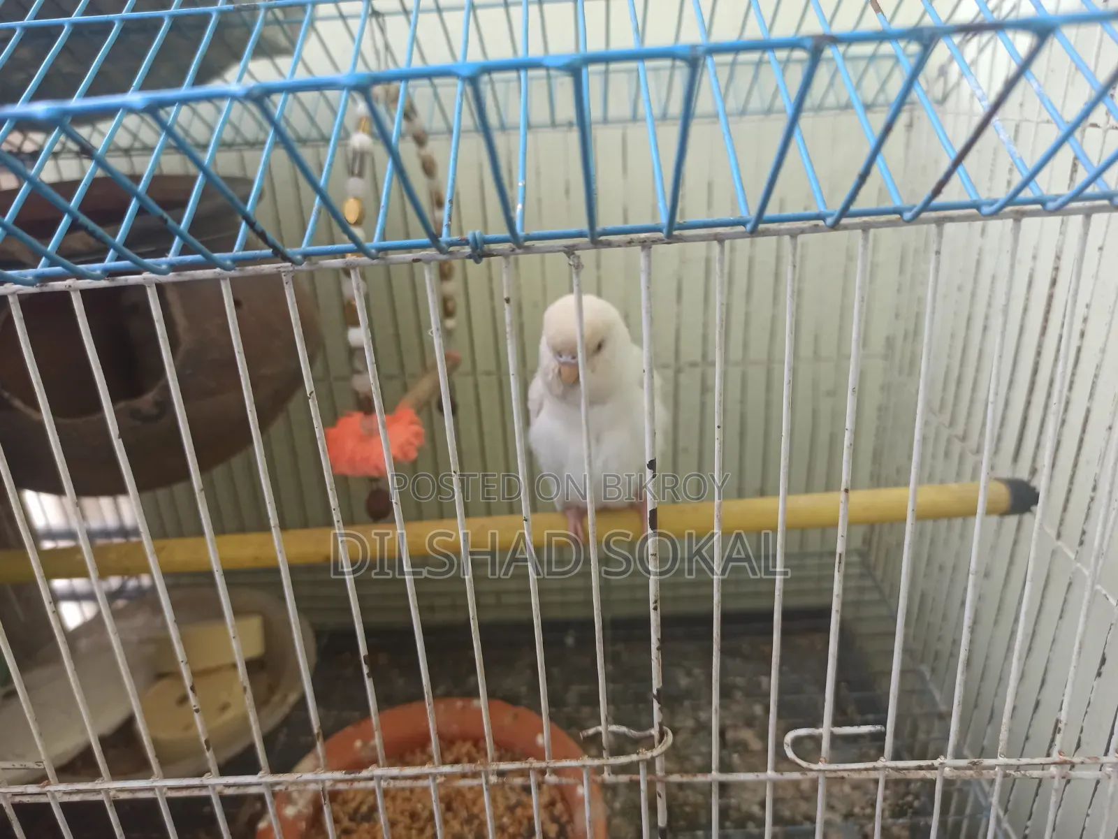 Budgerigar Full Adult