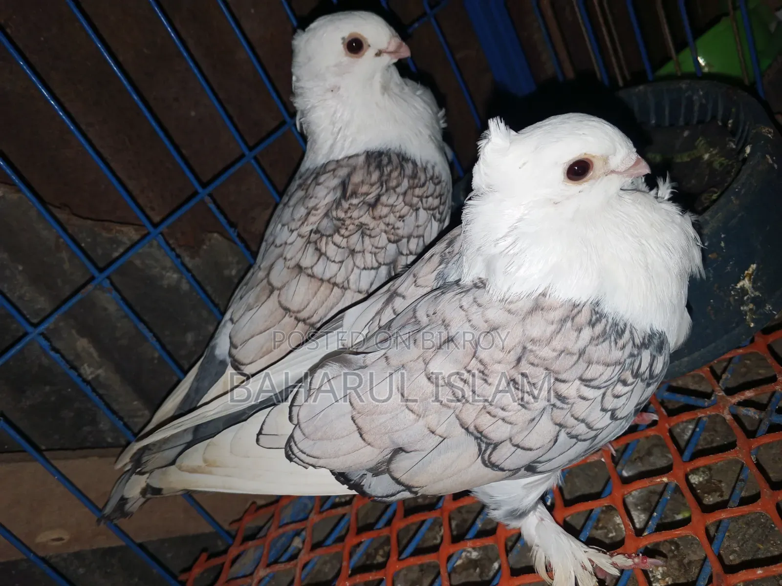 Jhorna Satin Pigeon