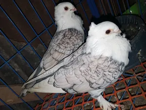 Jhorna Satin Pigeon