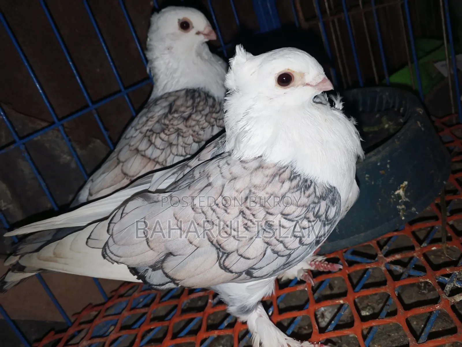 Jhorna Satin Pigeon
