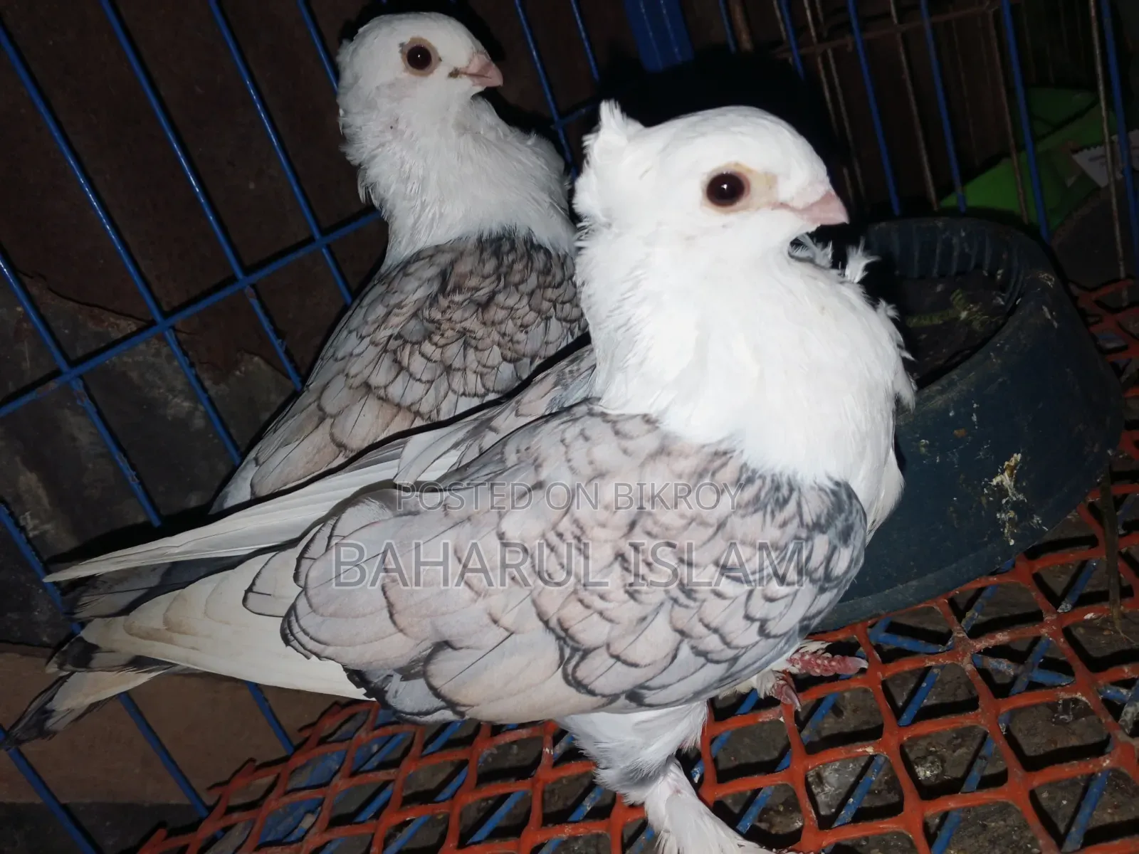 Jhorna Satin Pigeon
