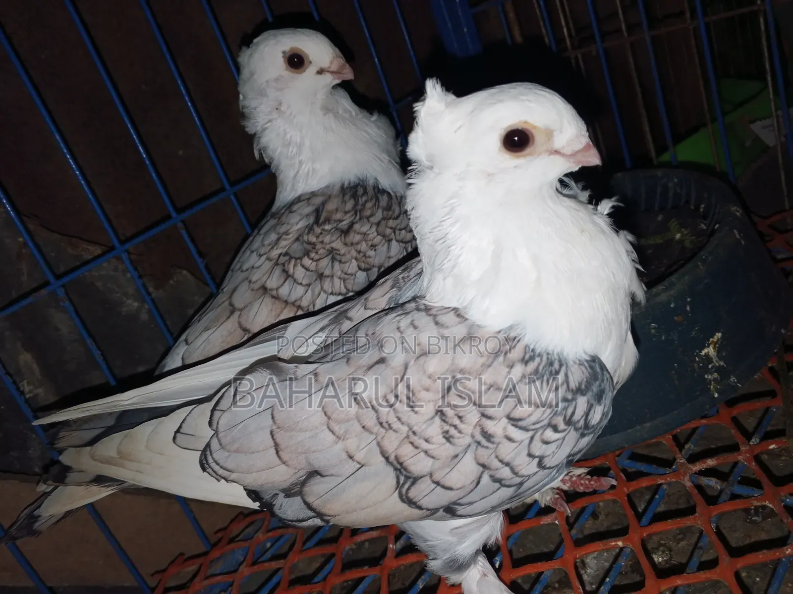 Jhorna Satin Pigeon
