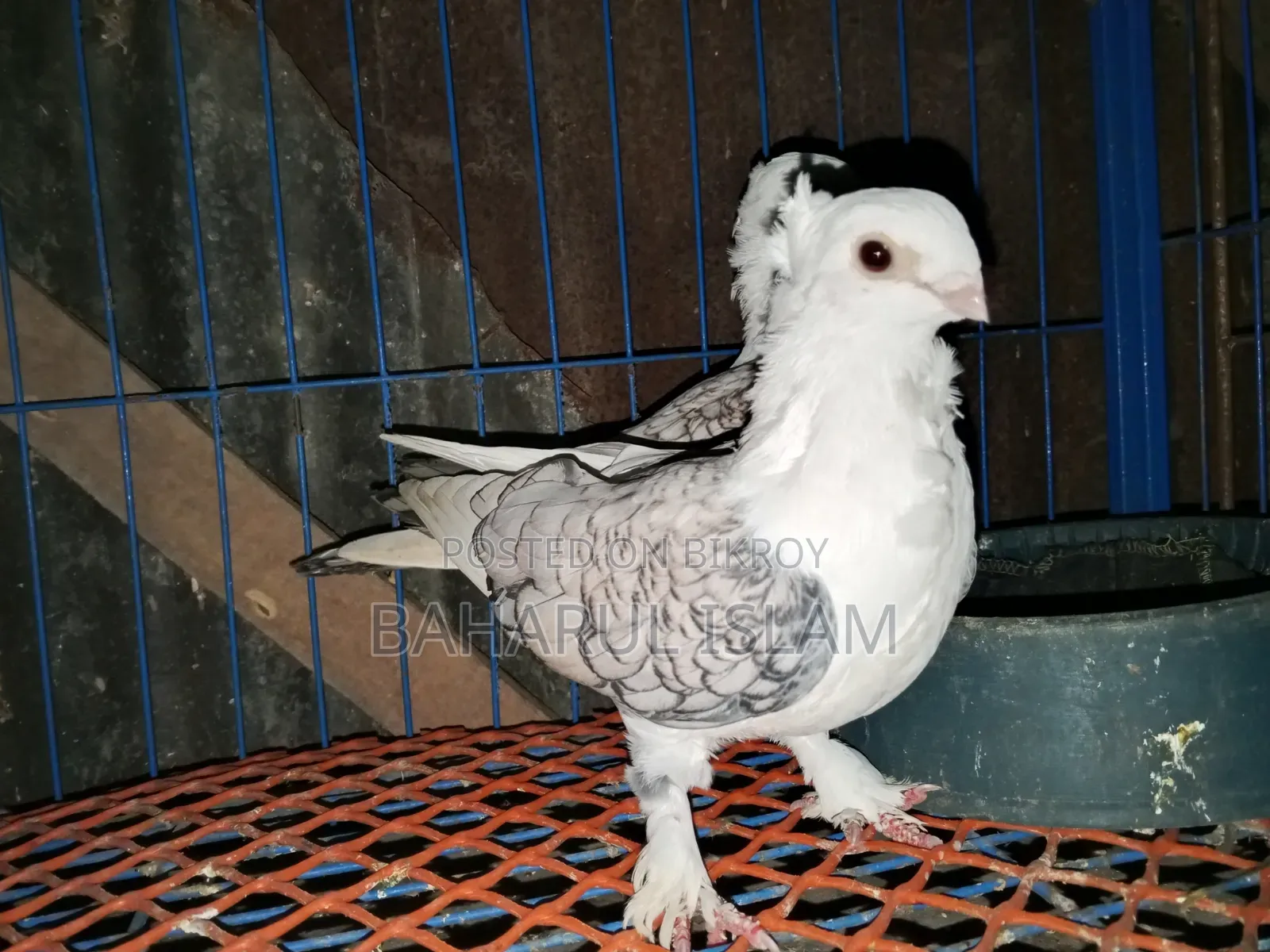 Jhorna Satin Pigeon