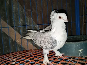 Jhorna Satin Pigeon