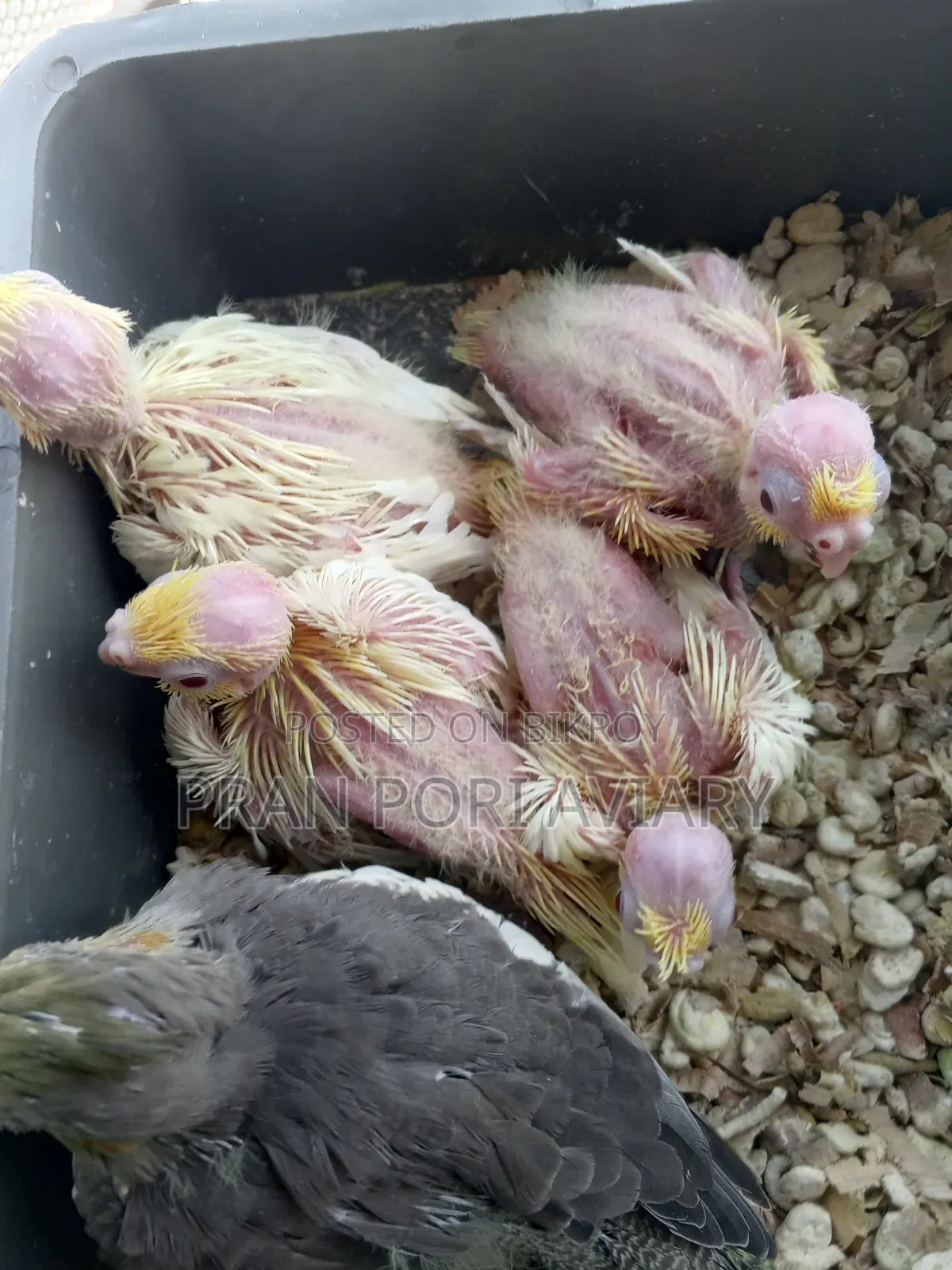 Cockatiel Tame Size Baby