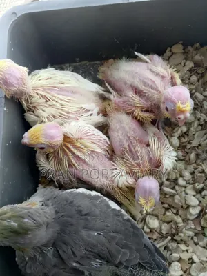 Cockatiel Tame Size Baby