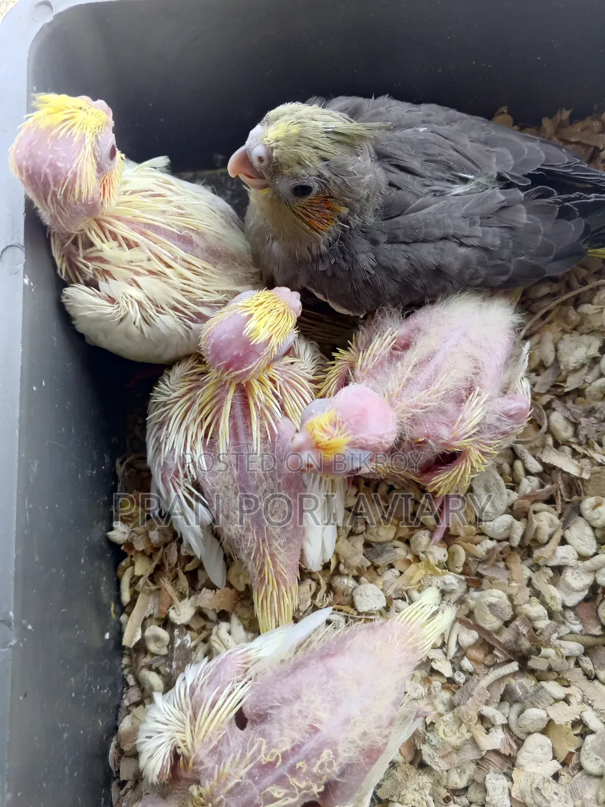 Cockatiel Tame Size Baby