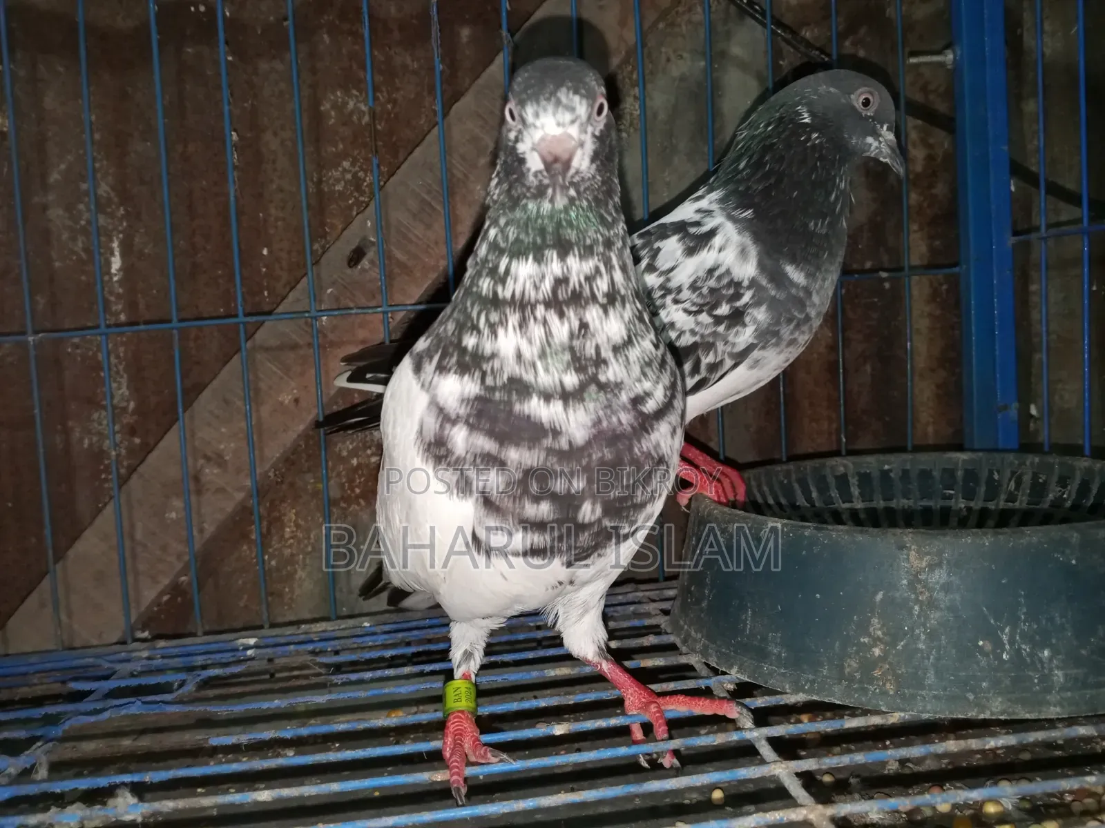 Teddy High-Flying Pigeon for Sale