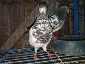Teddy High-Flying Pigeon for Sale